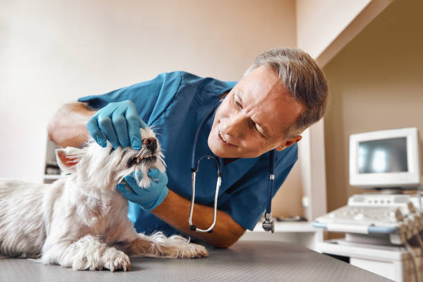 Best Broken Tooth Emergency  in Mayville, MI